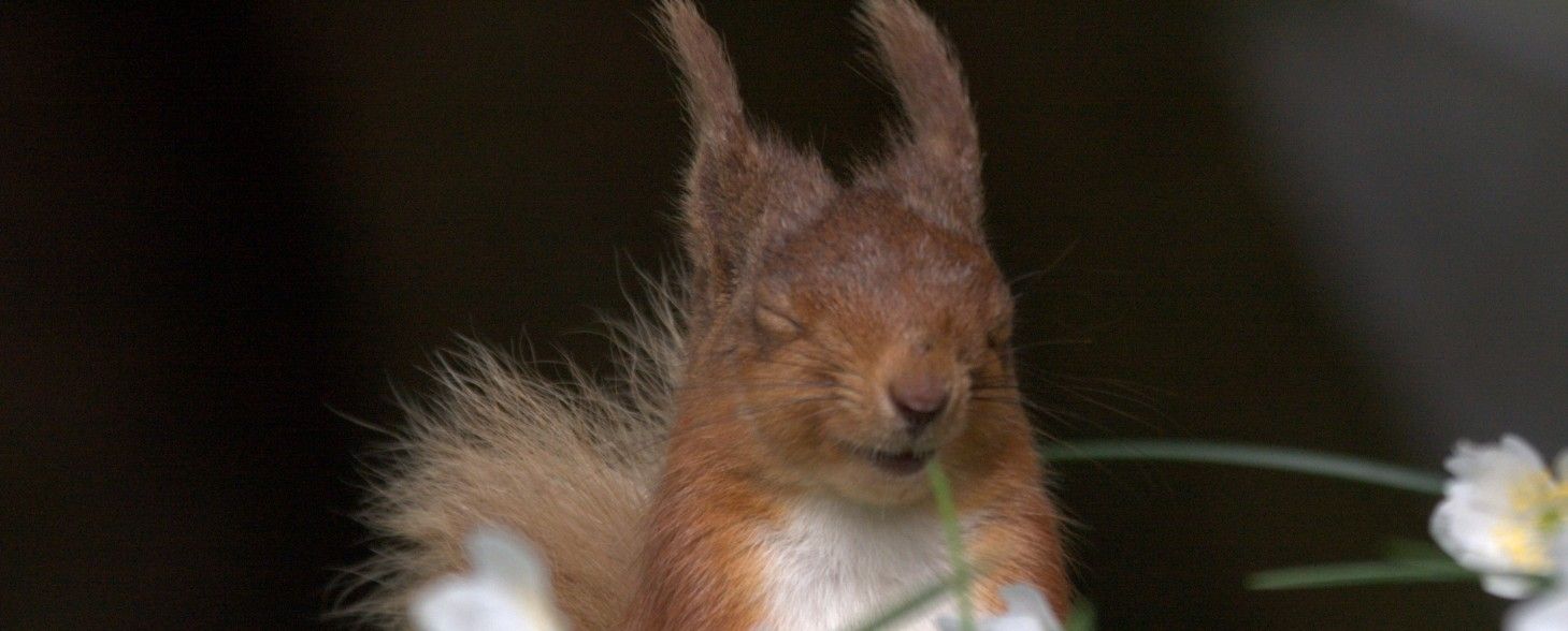 Red Squirrels Northern England - Lake District Foundation